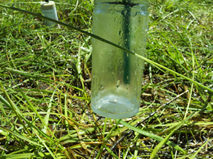The 1 inch diameter lysimeter's collection jar- the collection of water at the bottom of the jar verifies the apparatus is working.