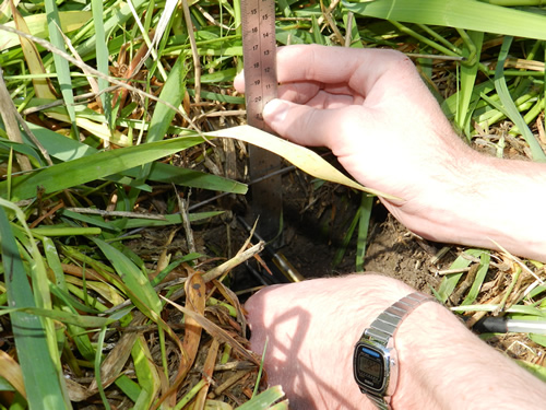 Inserting the Thermocouple leads into the soil