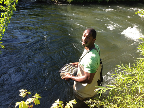 Deploying the replicates into the river