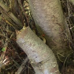 A rattlesnake!  (In between the two
tree trunks)