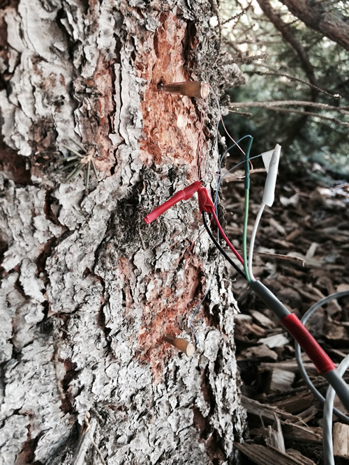 Here are what the installed sap flux sensors look like. They are the small needles sticking out of the trunk (where the bark has been scraped back). The upper needle is heated and the lower needle is unheated.