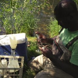 Injected samples with acetylene gas in order to measure nitrogen fixation