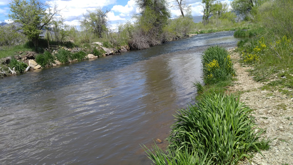 Visible agricultural pollution in the Provo river in Charleston