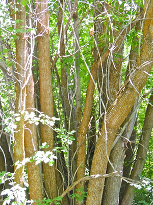 Lichen on a tree